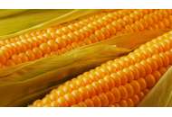 Дніпровський 181 СВ F1 - кукурудза кормова, 80 000 насінь, Мнагор, Україна фото, цiна